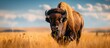 Majestic Bison Roaming Wild on Prairie Under Open Skies in Natural Habitat