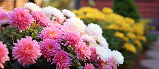 Poster - Vibrant Autumn Bouquet: Colorful Chrysanthemums in a Rustic Vase Adorning the Garden