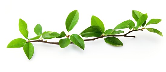 Fototapete - Vibrant Green Leaves on Isolated Small Branch, Nature's Beauty in Focus