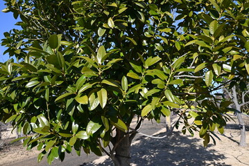 Sticker - Ilex latifolia ( Tarajo holly ) tree. Aquifoliaceae tree.
In Japan, it is designated as the 