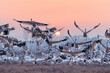 white cranes leaping with joy in the early morning