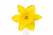 daffodil flower closeup isolated