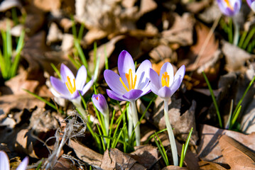 Wall Mural - spring crocus violet flowers in the garden in autumn leaves on sunny day 