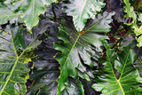 Fototapeta  - tropikalne liście