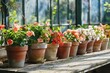 Clay pots with Spring Flowers on wooden bench in Greenhouse. Colorful plants gardening. Herb replanting in the green house. Housekeeping and plant growing