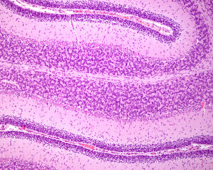 Wall Mural - Immature cerebellum. External granular layer