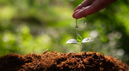 Growing plant with drops water on young tree. Sustainable environment concept. Helping and protecting world from global warming.