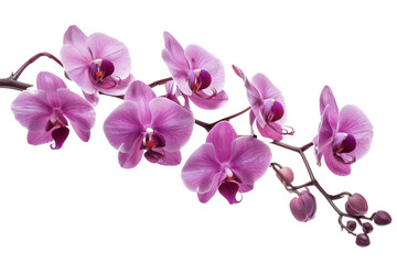 Wall Mural - White background with violet flowers on an orchid branch