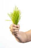Fototapeta Mapy - hand holding green grass