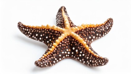 Wall Mural - colorful alive chocolate chip starfish seastar isolated on white background