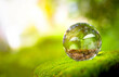 The tree growing in a crystal ball. Creative ideas of earth day or save energy and environment concept. Environmental sustainability concept.