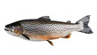 Spotted Whole Trout Isolated on white Background, A full view of a spotted trout, showcasing its intricate pattern and colors, isolated against a transparent background with clipping path.