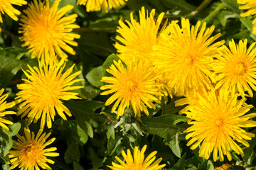 Wall Mural - Gewöhnlicher Löwenzahn (Taraxacum sect. Ruderalia)	