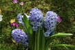 Blaue Hyazinthen im Frühling im Garten