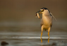 A Poised Black-Crowned Night Heron Stands In Calm Waters, Showcasing Its Catch With A Subdued Backdrop At Dawn