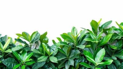 Assorted Tropical Green Leaves on White, A lush arrangement of various tropical green leaves, offering a natural and vibrant aesthetic on a white background. isolated on white