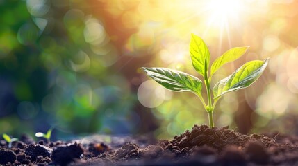 Poster - The growth of a young plant in the sun. Concepts of environment and ecology. Sources for renewable and sustainable energy.