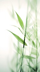  Soft Green bamboo on white for your design and wallpaper