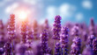 Smooth rows of lavender plants. Lavender blooming flowers bright purple field blue sky sunset. Last rays of sun. Lens flare. Lavender Oil Production. Aromatherapy Lavandin