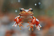 A frog is hanging upside down in the rain, displaying its unique ability to adapt to various environmental conditions, for World Frog Day or Leap Day February 29