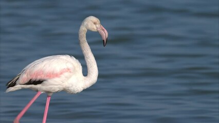 Poster - A Greater Flamingo walking in the water looking for food