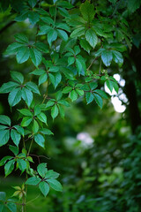 Wall Mural - green wild grape leaves in garden,  natural background. foliage mystery artistic nature image.  beautiful summer season. template for design