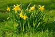 Blühende Osterglocken, Narzissen (Narcissus), Nordrhein-Westfalen, Deutschland, Europa