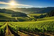 Scenic view of rolling vineyards bathed in sunlight, with a clear blue sky above