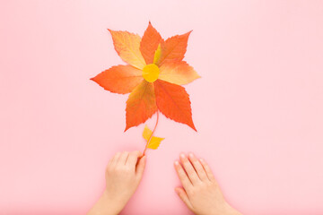 Wall Mural - Baby girl hand holding flower shape created from beautiful colorful leaves on light pink table background. Pastel color. Making autumn decorations. Closeup. Congratulation concept. Top down view.