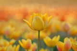 Fototapeta Tulipany - Singular Yellow Tulip in Soft Focus Floral Field
