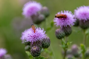 Canvas Print - bug on a flower