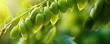 A detailed close-up view of green peas growing on a plant. Perfect for illustrating agriculture, gardening, or the growth process of vegetables