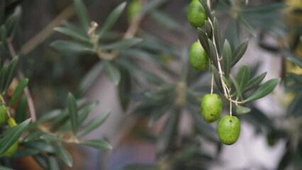 Poster - Olives on branches in the afternoon sun in an olive grove.