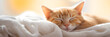 Adorable Orange Tabby Cat Enjoying a Peaceful Slumber in a Cozy Setting