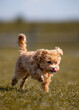 A beautiful small dog of the Maltipoo breed runs through a clearing with grass.