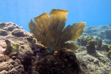 Soft coral on Champagne Reef near Roseau, Dominica