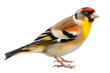 Vibrant Goldfinch Portrait: Exploring the Beauty of Birdlife in Close-Up Photography