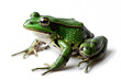 Close-up Image of a Green Frog on a White Background