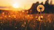 Dandelion in field at sunset 