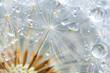 Beautiful dew drops on a dandelion seed macro