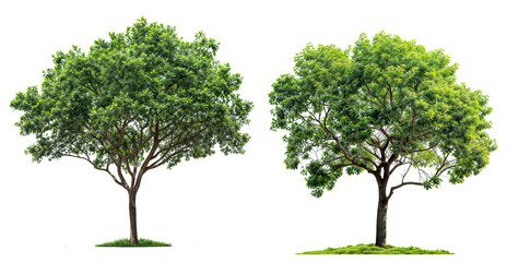 collection tree png transparent background