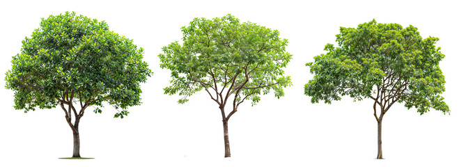 collection tree PNG transparent background