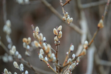 Wall Mural - buds of willow