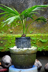 Coconut Bonsai growth fresh and placed at the house garden and house terraces