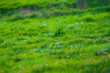 green grass background