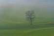 Schlossberg Tettelham im Nebel in Bayern bei Waging am See