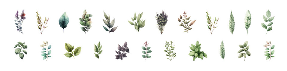 Wall Mural - Watercolor wild herbs. Collection botanic garden elements. Vector illustration.