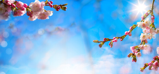Aufkleber - abstract natural Spring floral border with pink blossom sakura flower on blue sky background; Banner design with copy space