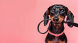 Cute dog dachshund holding pet leash in mouth, waiting for the owner, ready to go for walk on the color pink background with copy space. Concept pets care, love, animal life, humor, travel, dog sitter