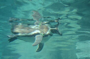 Sticker - Life of penguins in a captivity in Jungle Park, Tenerife